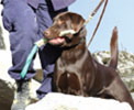 AKC Breeder Newsletter Article AKC Breeder Newsletter Article