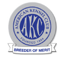 Lapel pin