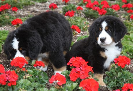 Bernese Mountain Dog Adoption Ca