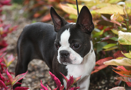 Boston Terrier Tail