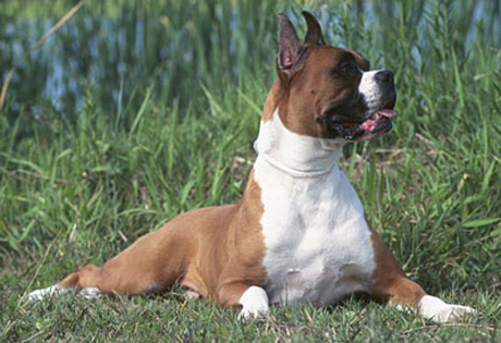 boxer breeding