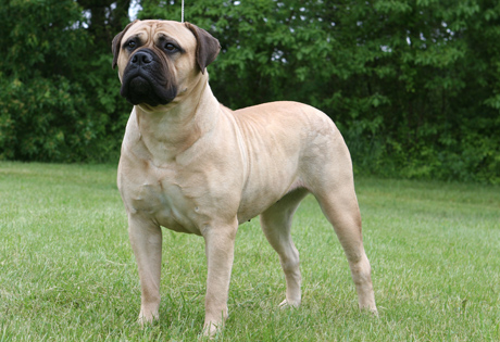 Blue Eyed Bullmastiff