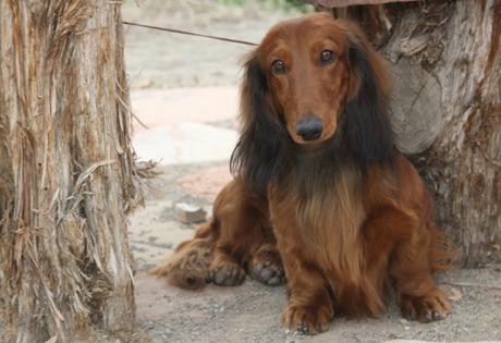 Dog Breeds Dachshund