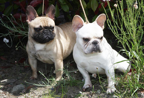 Albino Bulldog