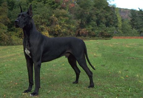  Great Danes on Great Dane Jpg