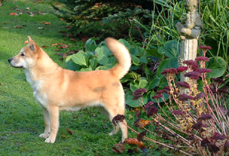 Jindo Dog Breed Information American Kennel Club Jindo Dog Jindo Breeds