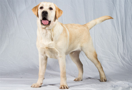 American Labrador Retriever