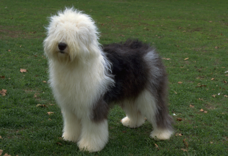 old_english_sheepdog.jpg