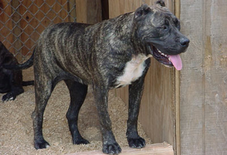 presa canario size