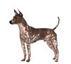 American Hairless Terrier