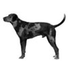 American Leopard Hound