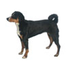 Appenzeller Sennenhunde
