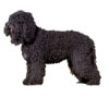 Barbet