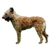 Belgian Laekenois