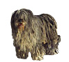 Bergamasco