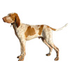 Bracco Italiano