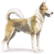 Canaan Dog Pictures