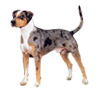 Catahoula Leopard Dog