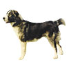 Central Asian Shepherd Dog