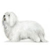 Coton de Tulear