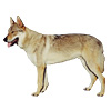 Czechoslovakian Vlcak