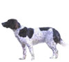 Deutscher Wachtelhund