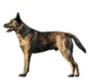 Dutch Shepherd