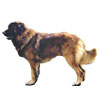 Estrela Mountain Dog