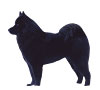 Eurasier