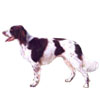 French Spaniel