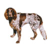 German Longhaired Pointer