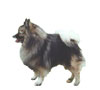 German Spitz