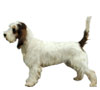 Grand Basset Griffon Vendeen