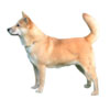 Jindo