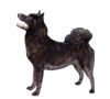 Kai Ken
