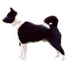Karelian Bear Dog