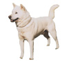Kishu Ken