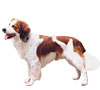 Kooikerhondje