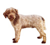 Lagotto Romagnolo