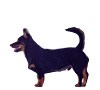Lancashire Heeler