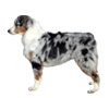 Miniature American Shepherd