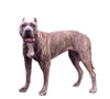 Perro de Presa Canario