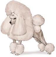 Poodle (Toy)
