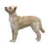 Portuguese Podengo