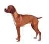 Portuguese Pointer