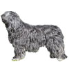 Portuguese Sheepdog