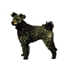 Pumi