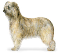 Pyrenean Shepherd - Rough-faced variety