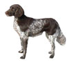 Small Munsterlander Pointer