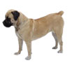 Boerboel